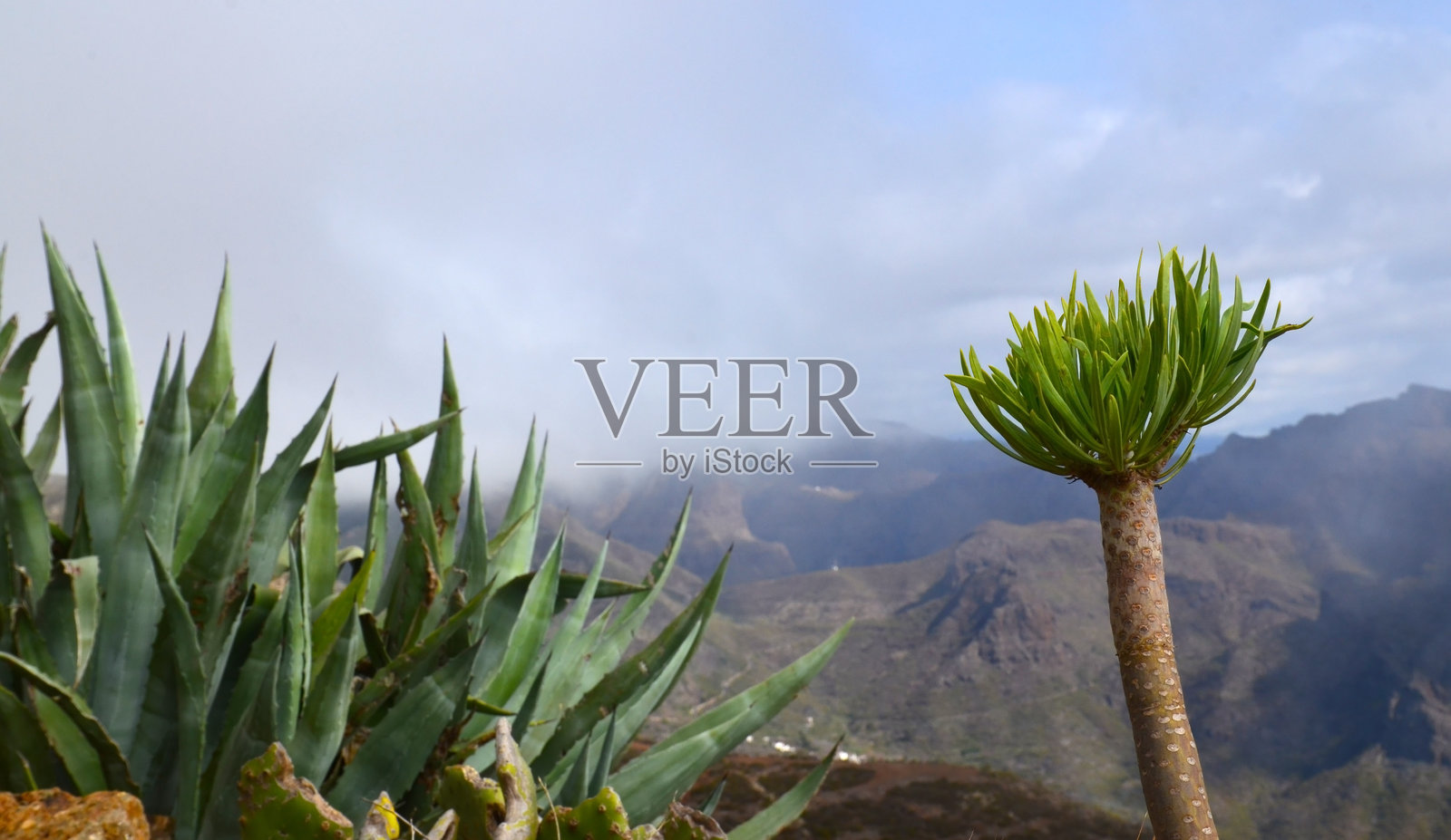 特内里费岛，加那利群岛，西班牙，特诺阿尔托火山景观的美丽景色，野生生长的美洲龙舌兰和小叶龙血树。照片摄影图片