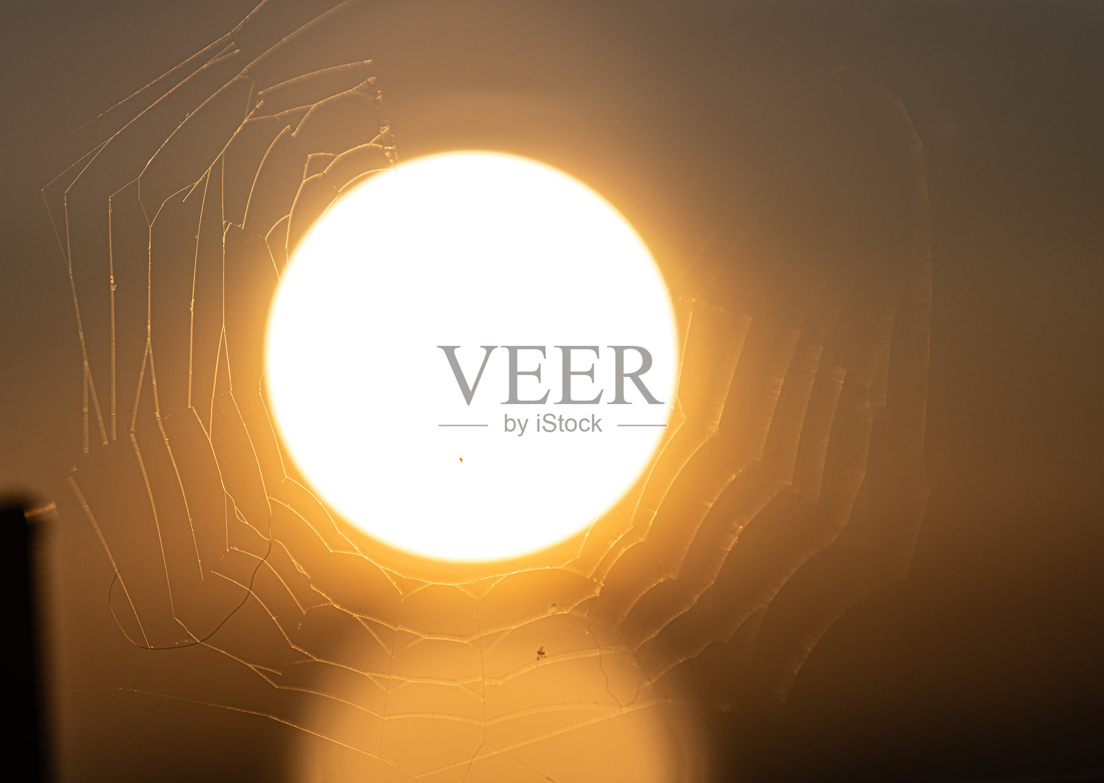 日落光线中的蜘蛛网。照片摄影图片