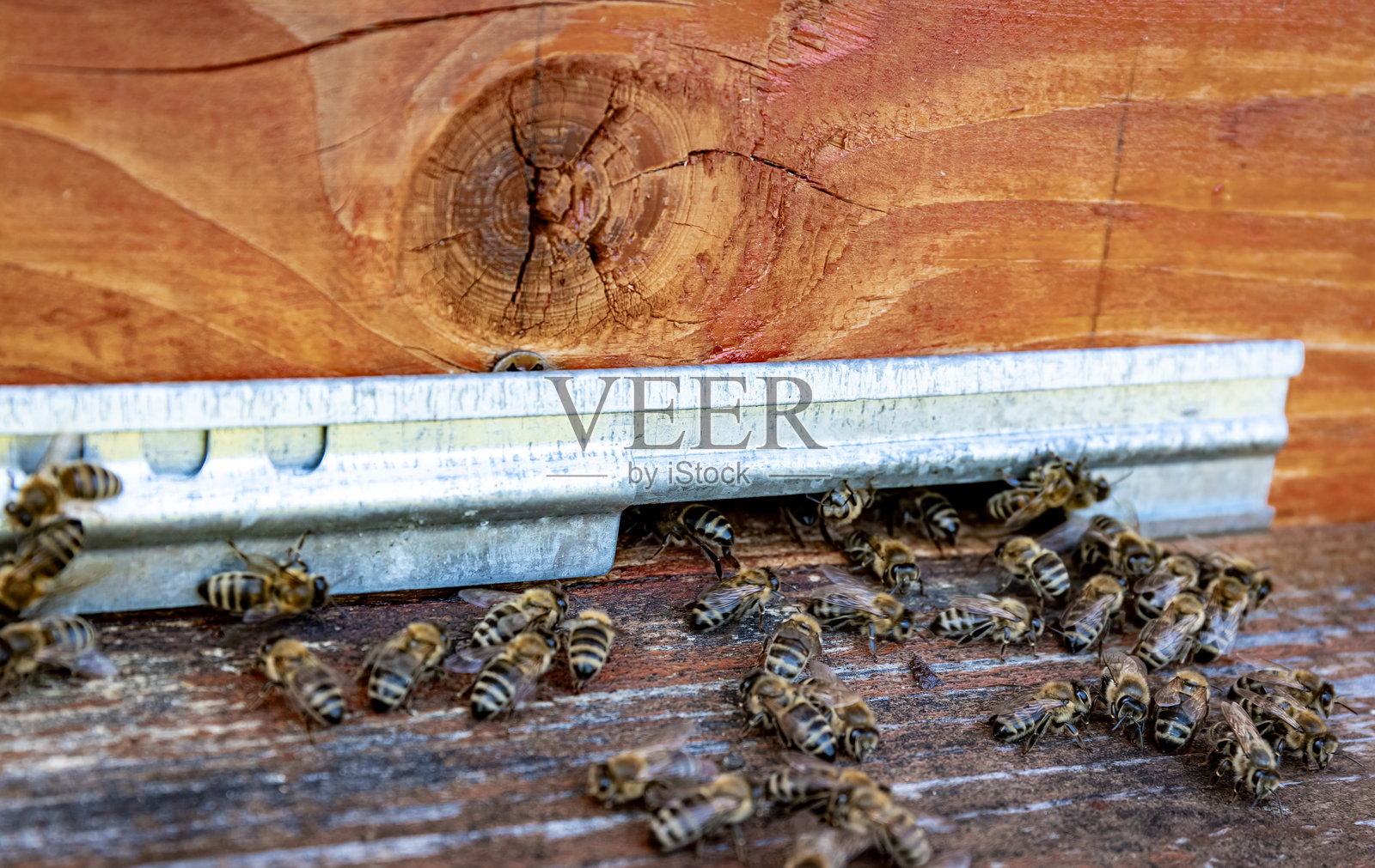 蜜蜂在一个靠近的养蜂场的木质复古蜂箱的圆形入口处飞出和飞入，特写镜头。照片摄影图片