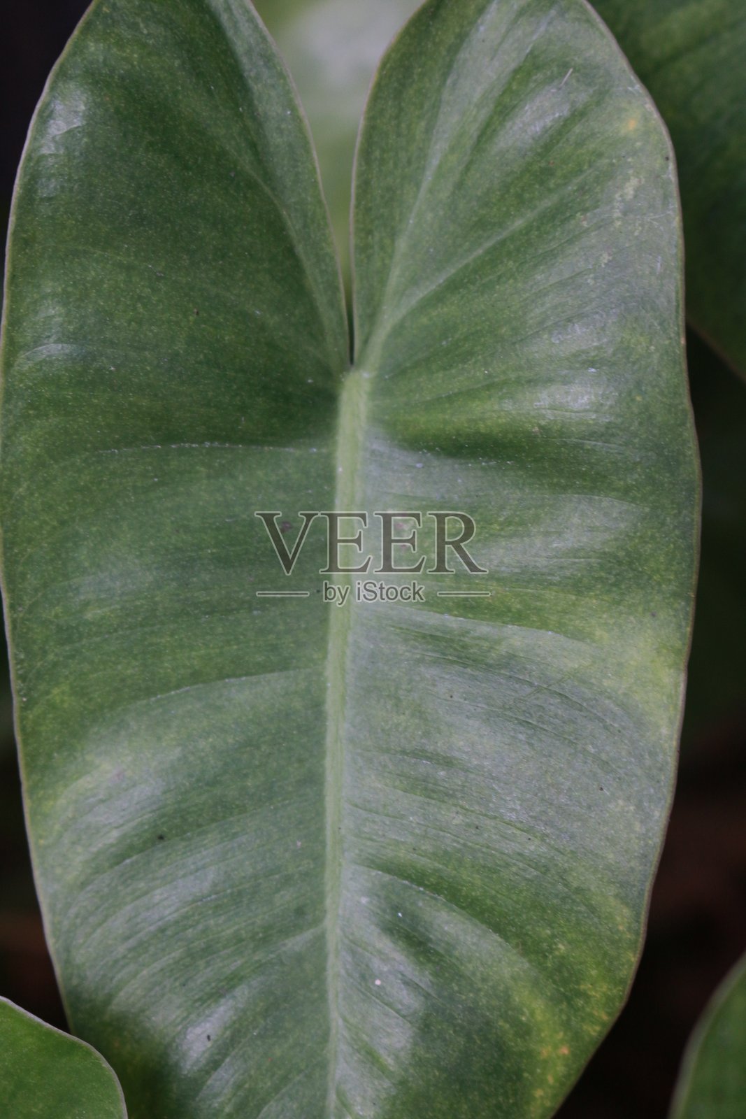 森林中野生叶子的特写照片摄影图片