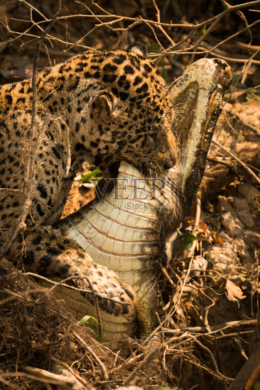 捷豹在森林中捕猎鳄鱼照片摄影图片