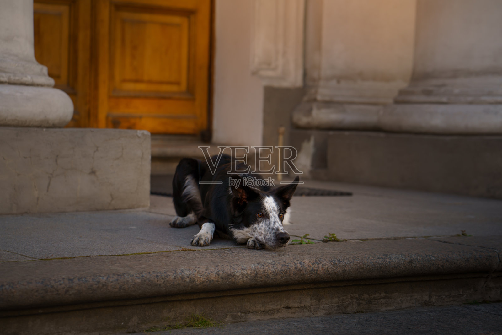 狗躺在建筑物外的石阶上照片摄影图片