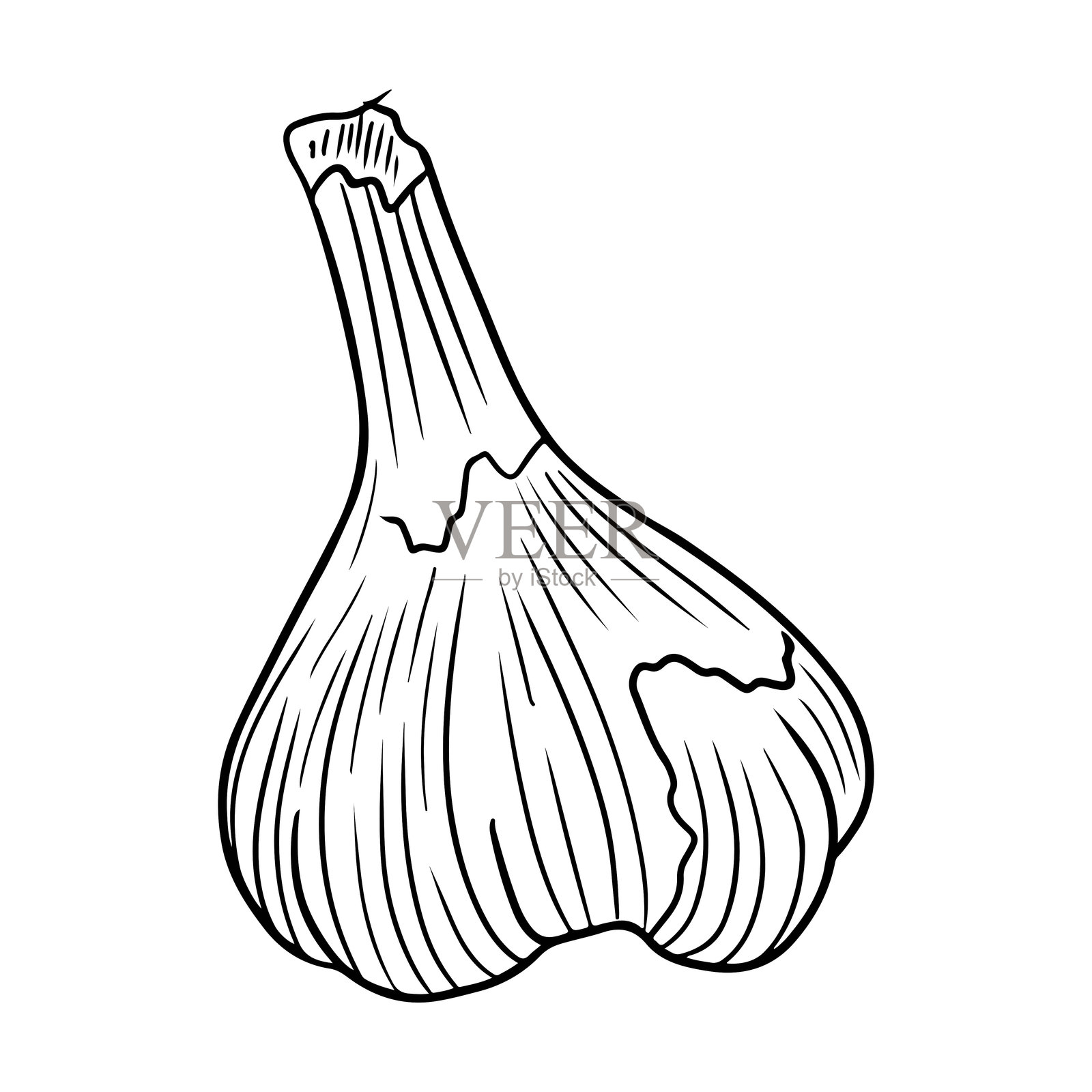 黑色孤立在白色背景上的真实大蒜插图。手绘矢量素描插图，采用涂鸦雕刻复古轮廓风格。香料、蔬菜、成分、美味、健康食品。插画图片素材