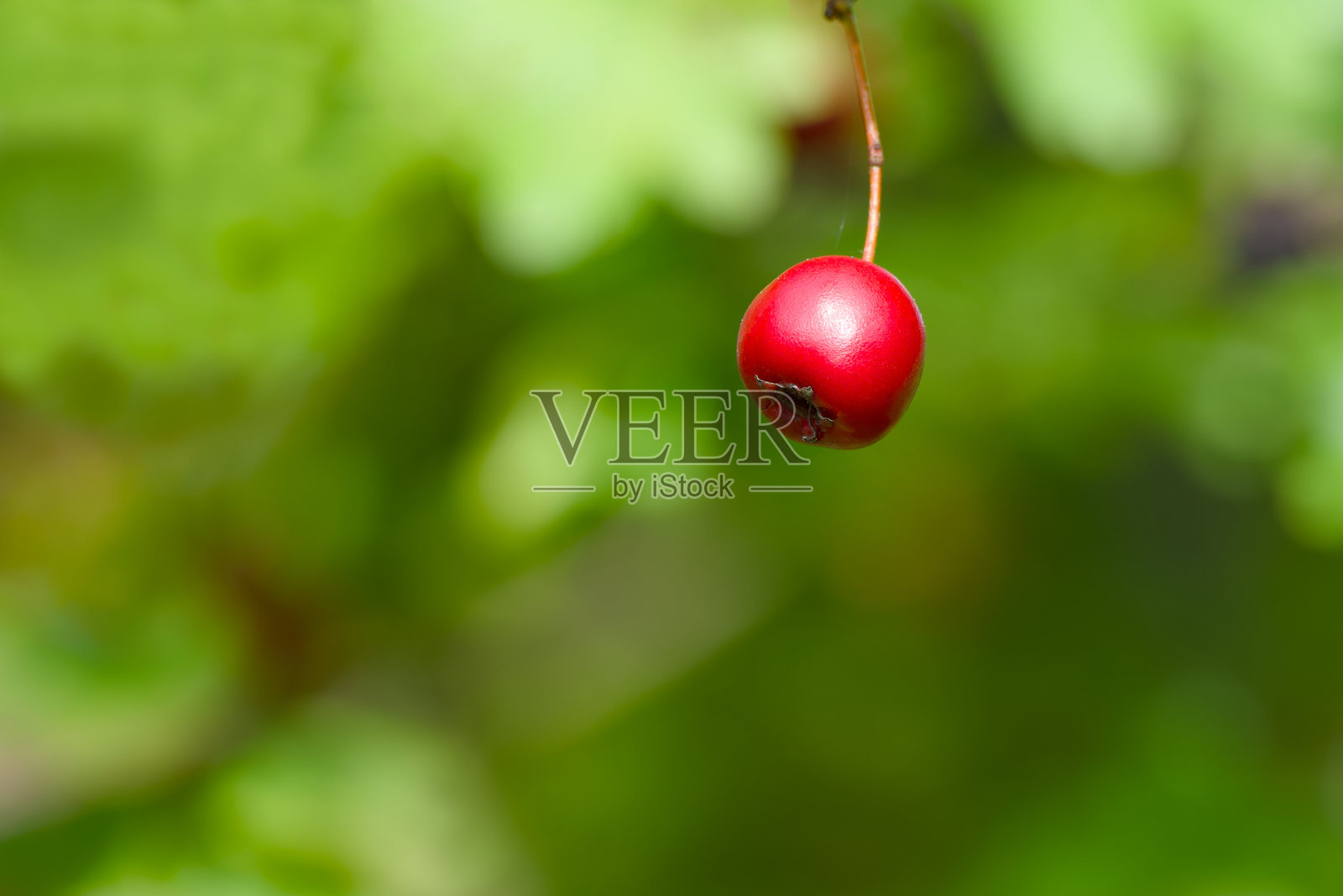 红山楂莓照片摄影图片