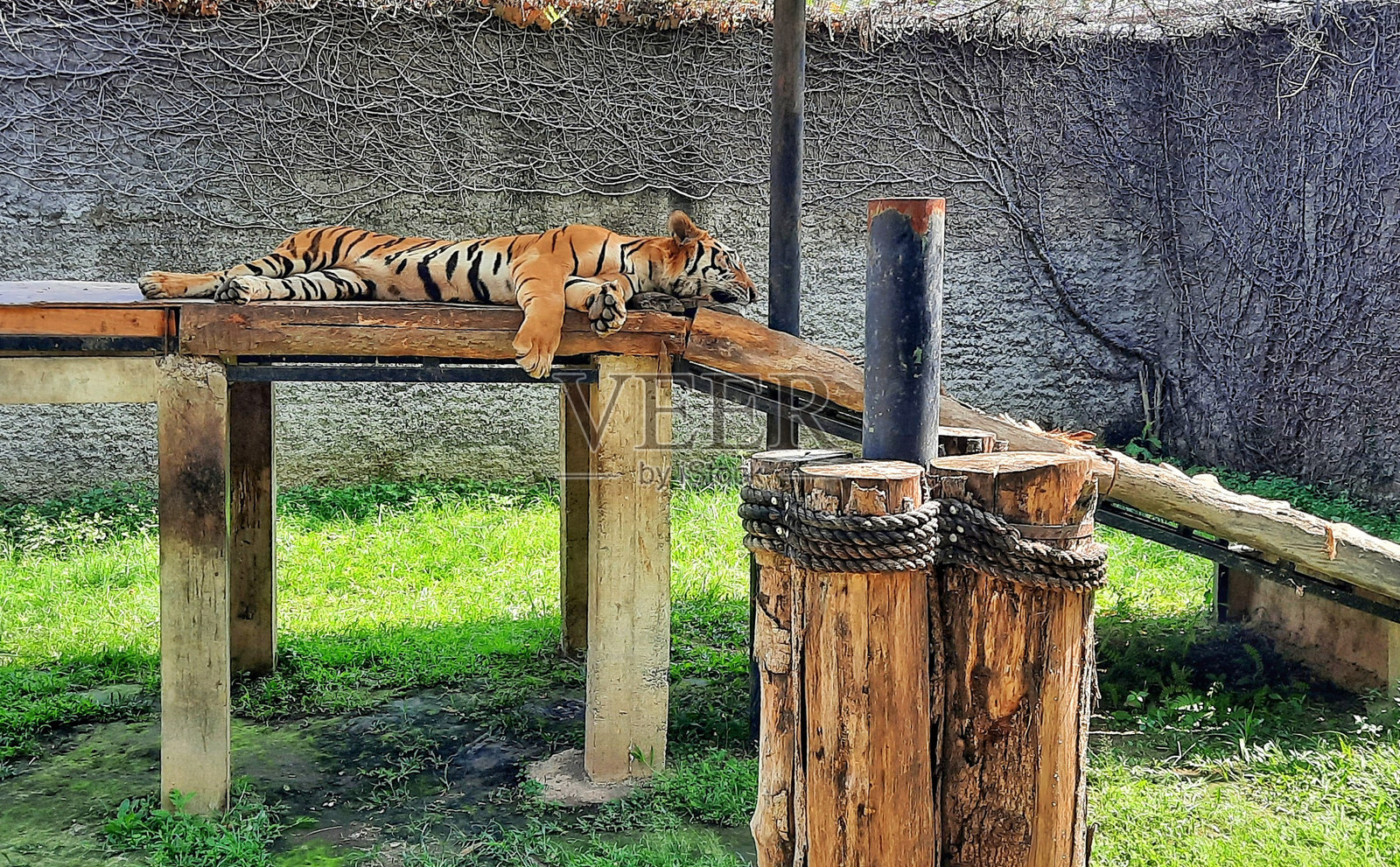 老虎在动物园的笼子里睡在木平台上。照片摄影图片