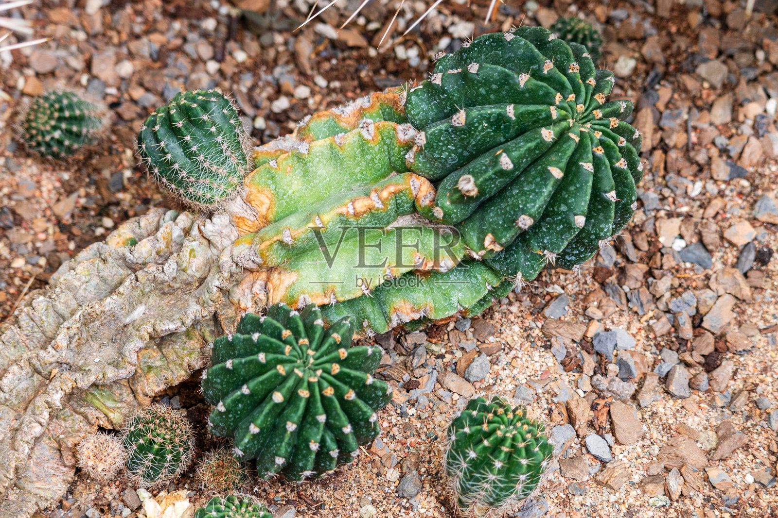 沙漠中的仙人掌头照片摄影图片