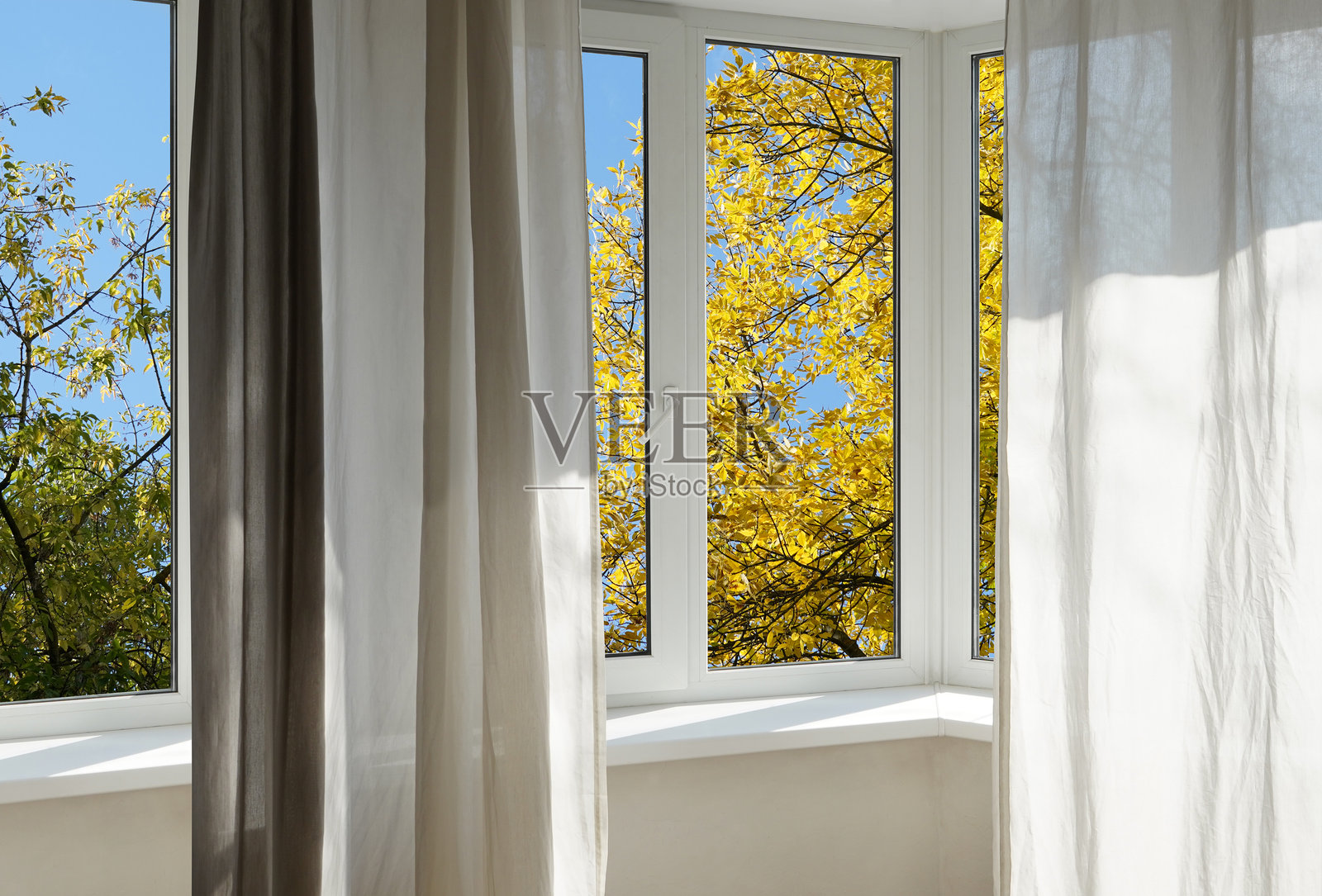 窗外景色，黄色的树木，秋季森林的风景。照片摄影图片
