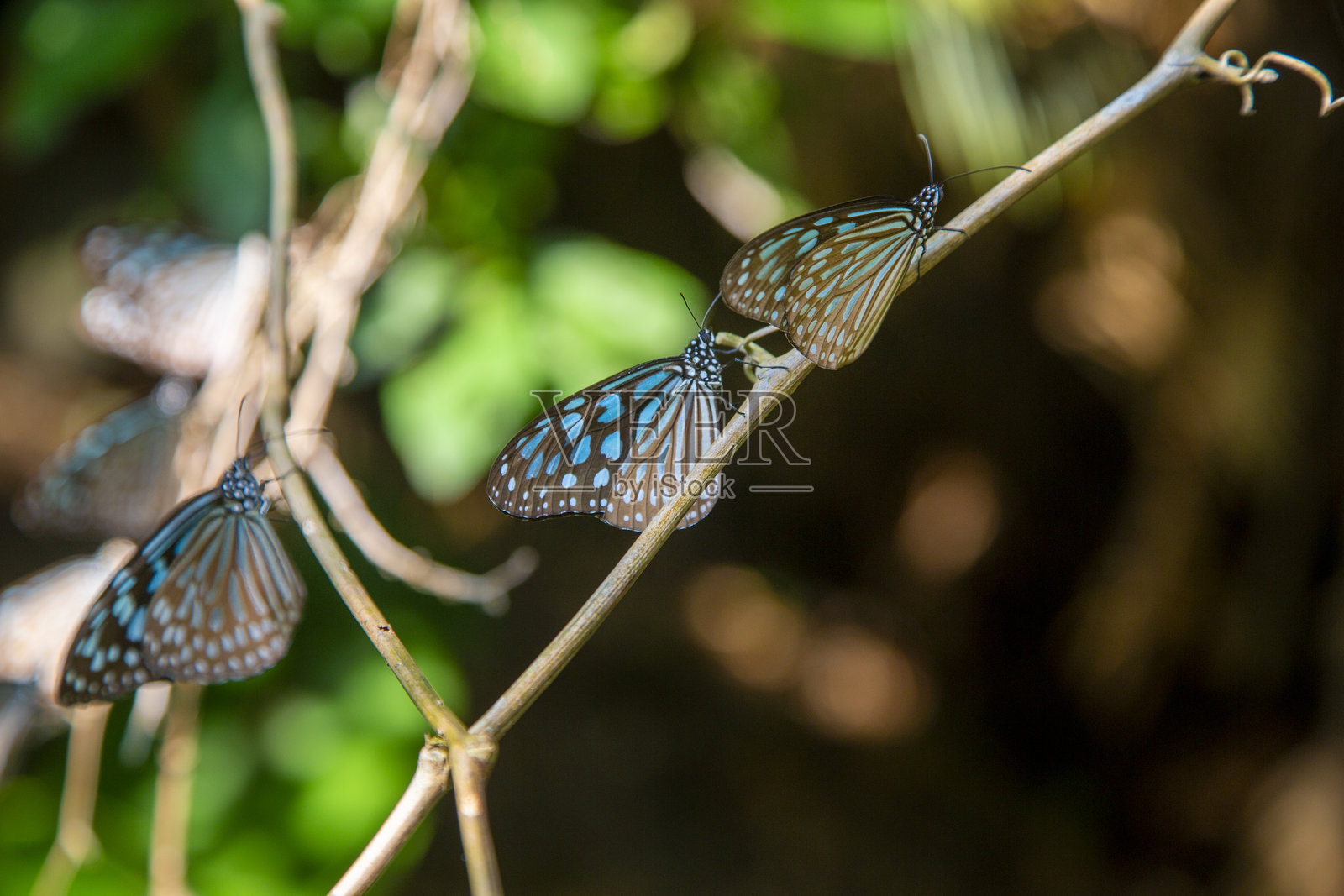 帝王蝶的越冬行为照片摄影图片