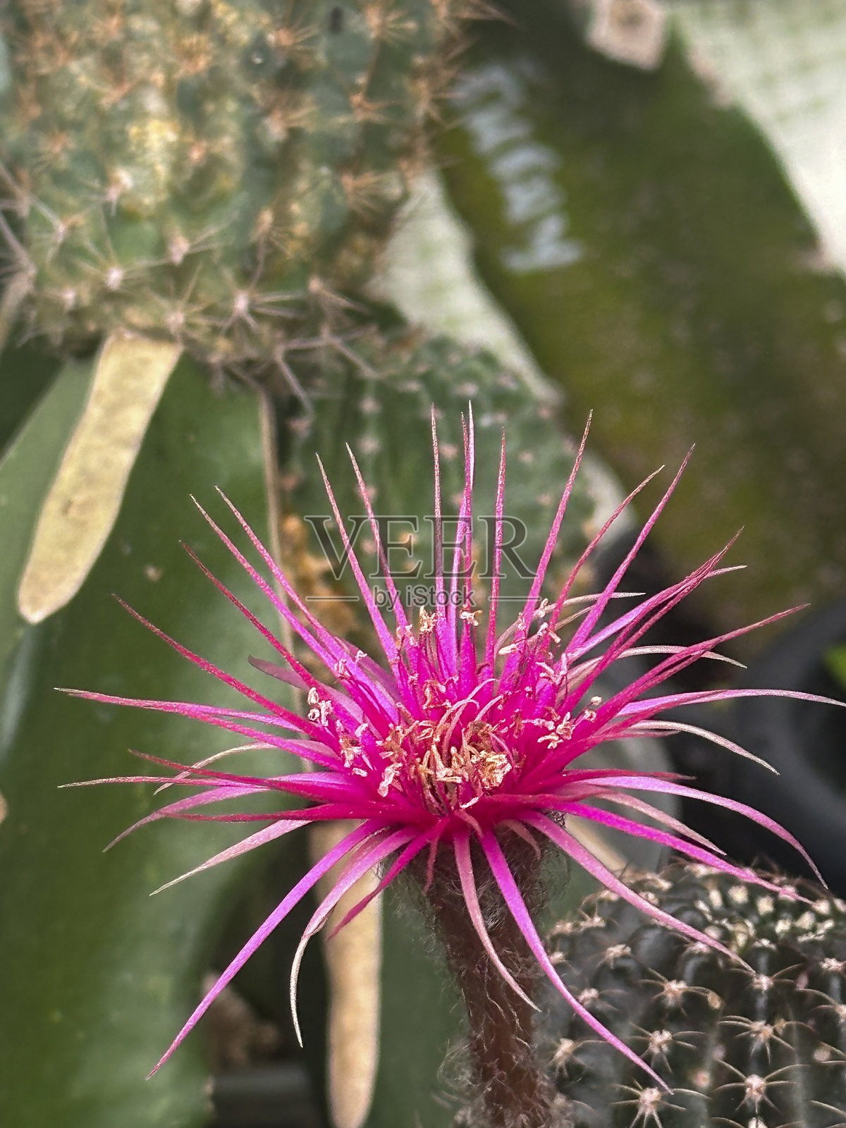 洛比维亚·新昭和照片摄影图片