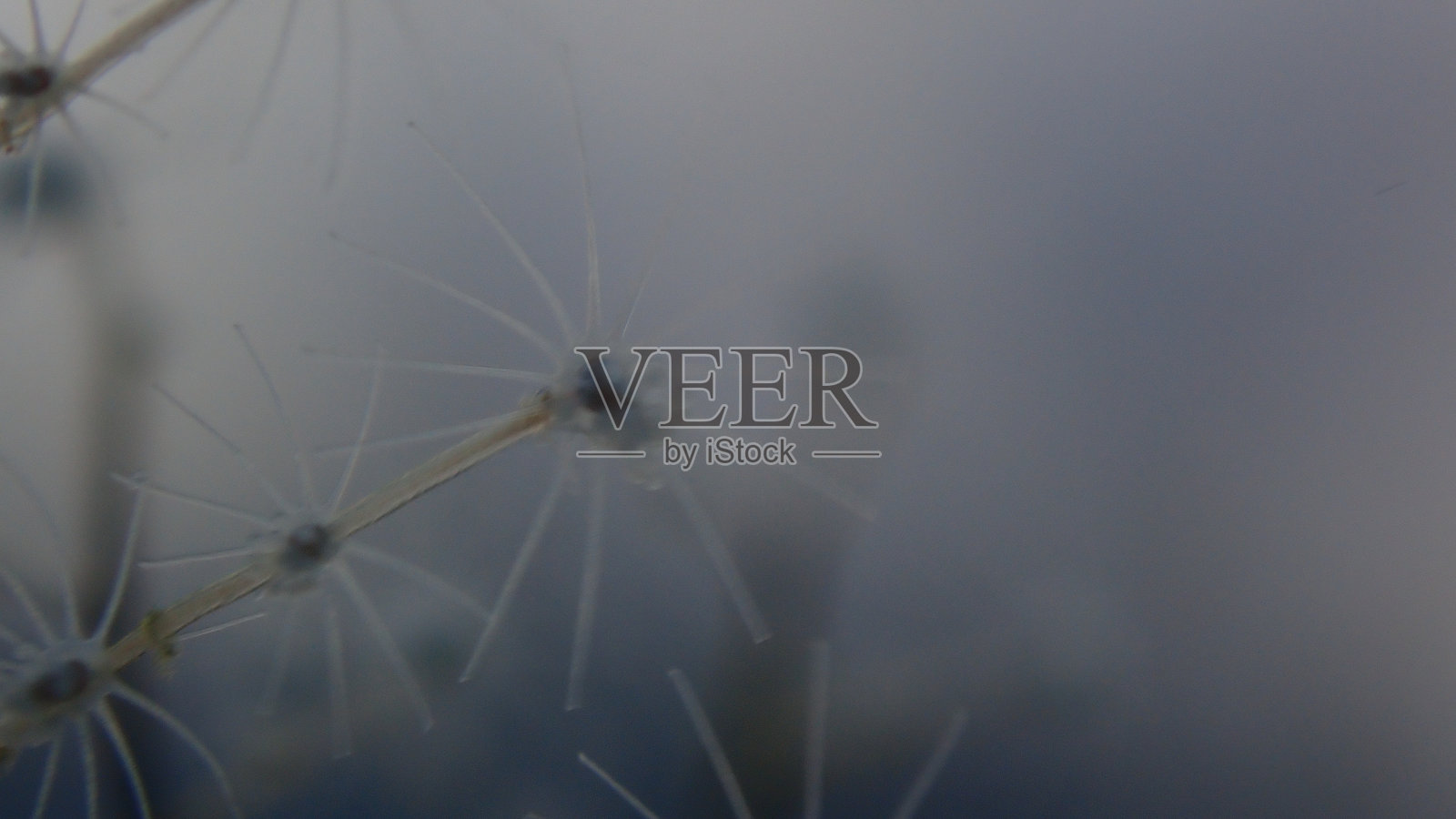 羽状水螅或羽水螅，海蜇（Pennaria disticha）极近距离水下特写，柔焦效果照片摄影图片