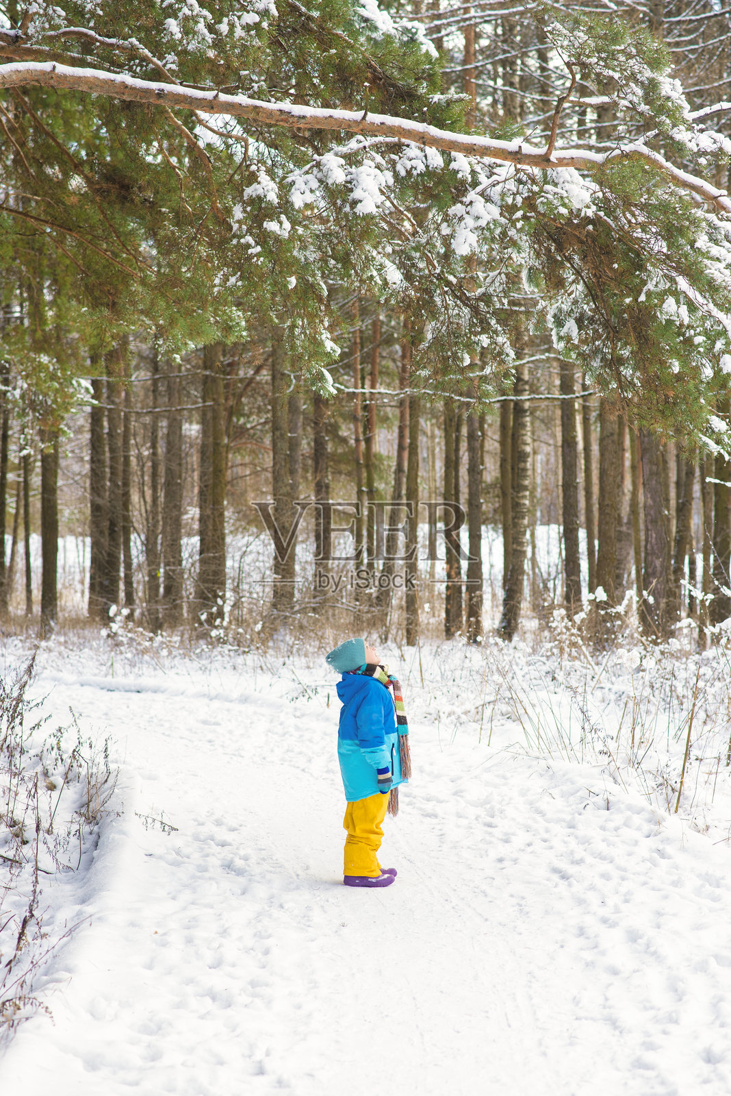 一个小男孩在冬季森林中散步。一个穿着色彩鲜艳衣服的孩子站在松树下，仰望着一棵大雪覆盖的树。照片摄影图片