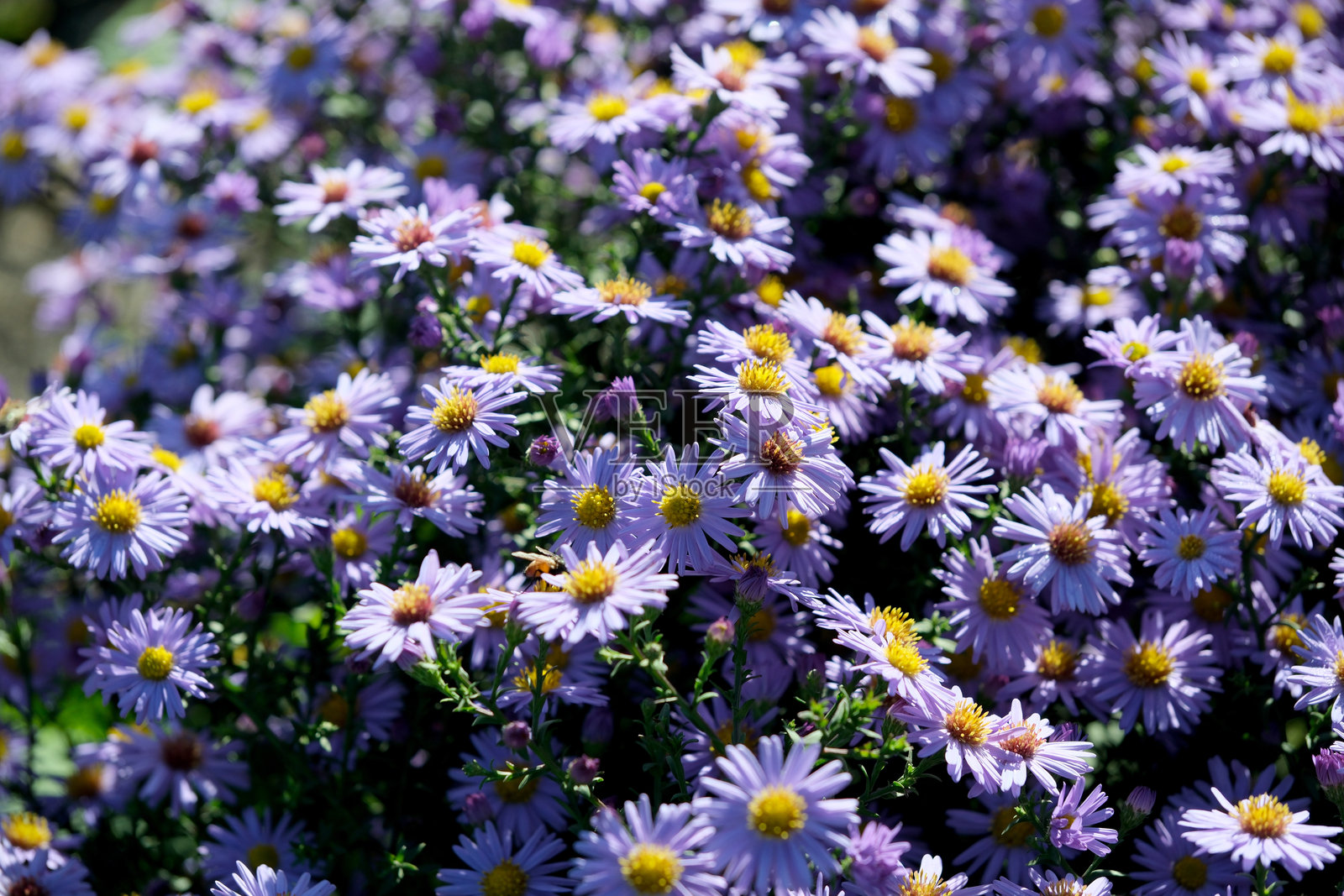 在早春的郁郁葱葱的花园里，阳光下盛开的鲜艳紫色菊花照片摄影图片