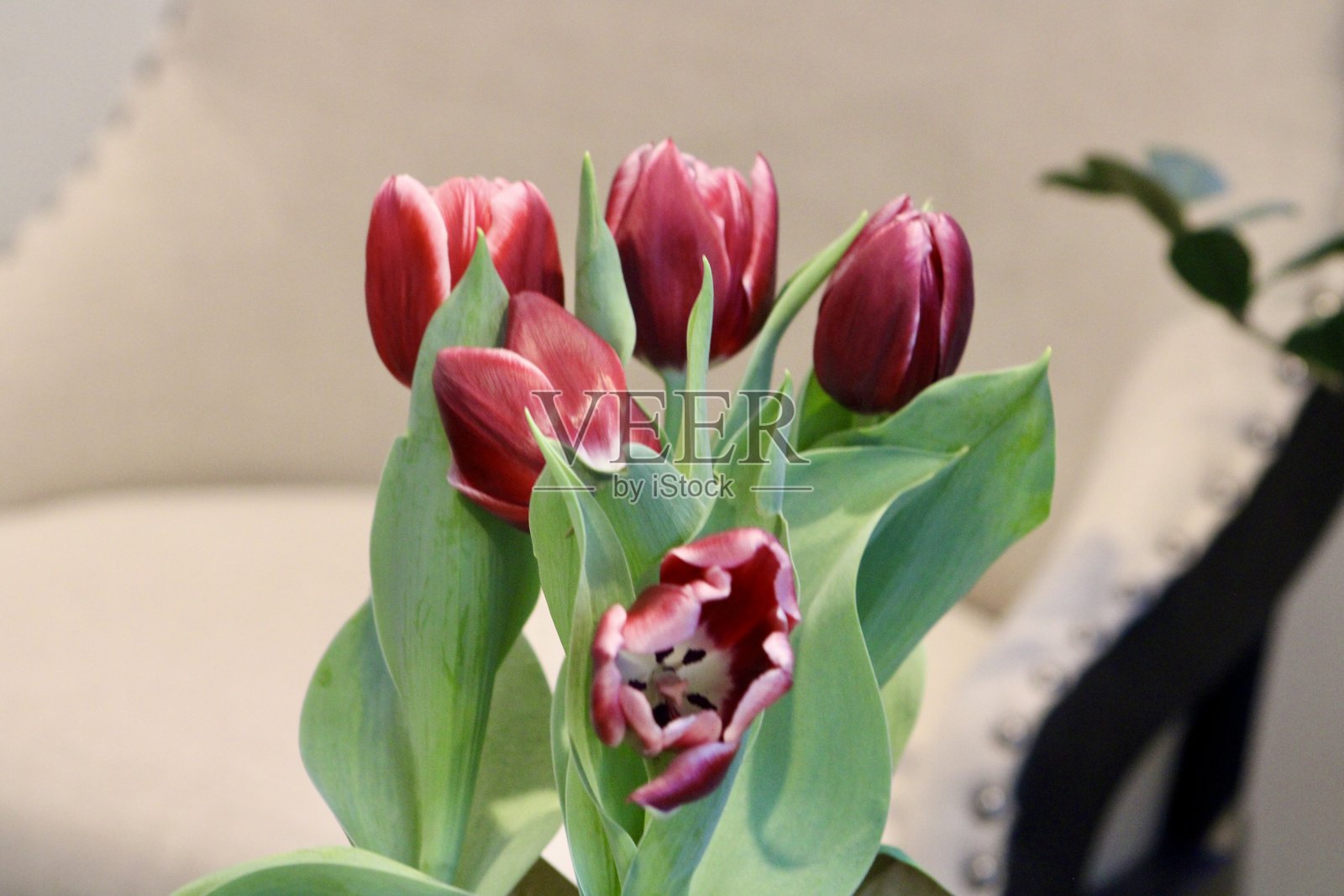 郁金香花束照片摄影图片