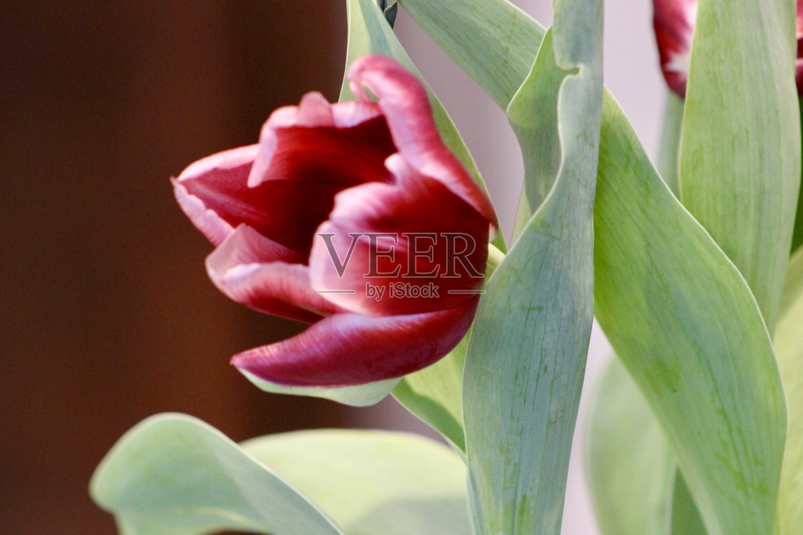 郁金香花束照片摄影图片