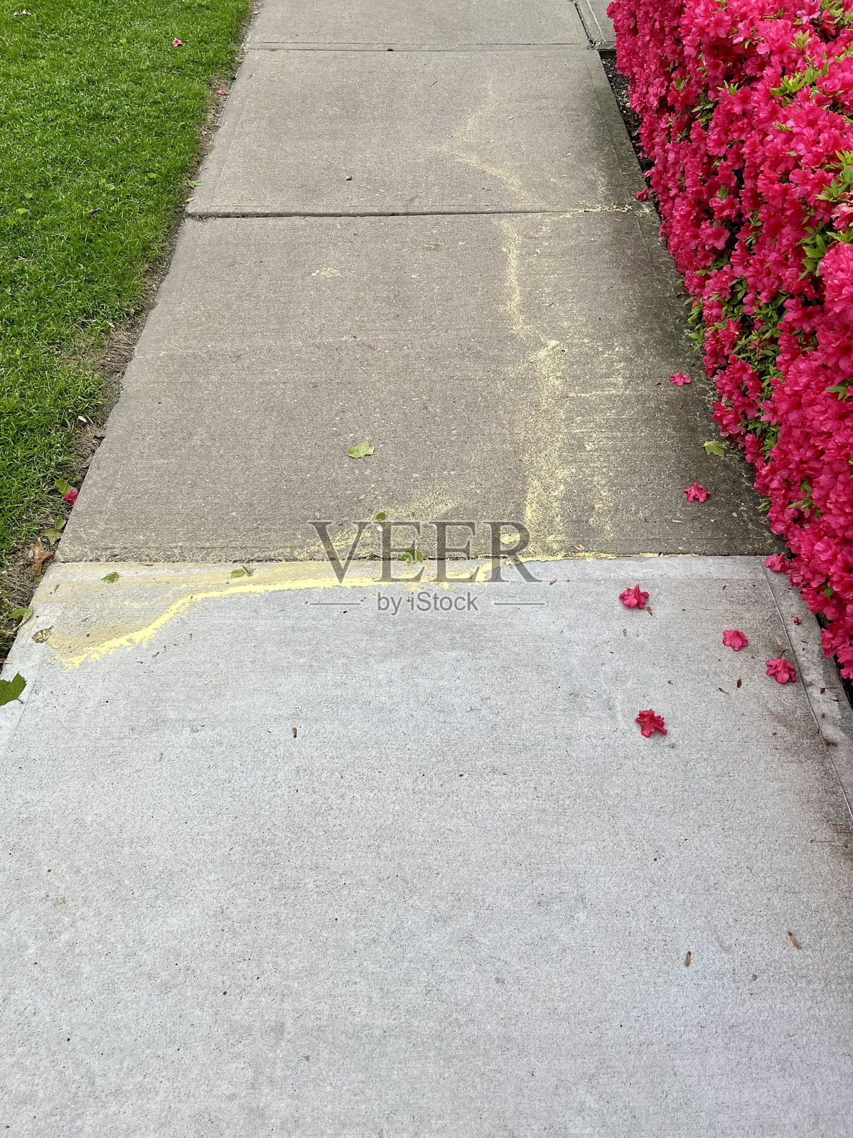 花粉照片摄影图片