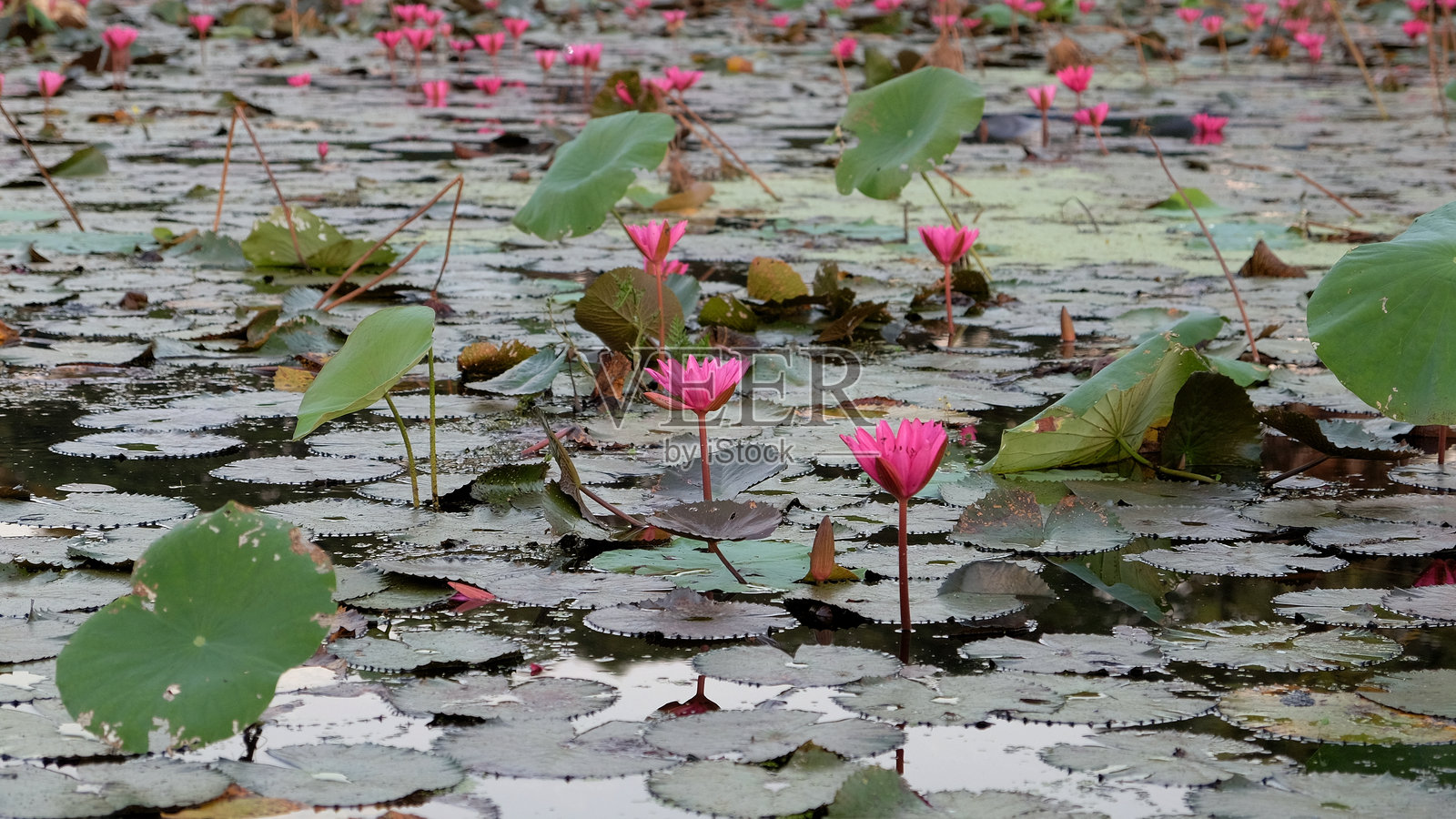 湖面上覆盖着一片荷花丛，点缀着盛开的荷花。照片摄影图片