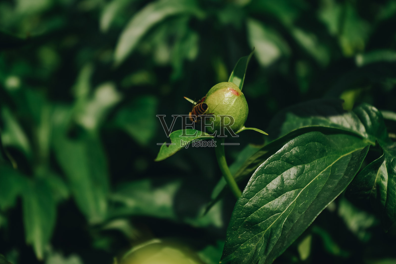 花园中红色牡丹的闭合花蕾上停着一只蜜蜂。新鲜的粉色牡丹。花园中未开放的牡丹花蕾。绿色背景上的五彩粉色牡丹。照片摄影图片