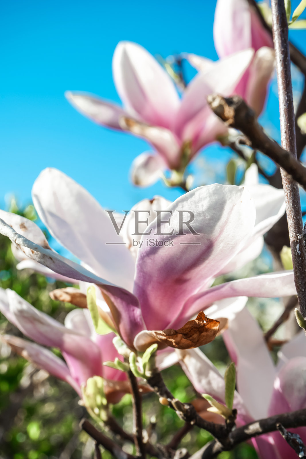 选择性聚焦。自然抽象背景。玉兰花盛开。粉色玉兰花在树枝上绽放。春季植物园中的玉兰树。可爱的花朵特写。照片摄影图片