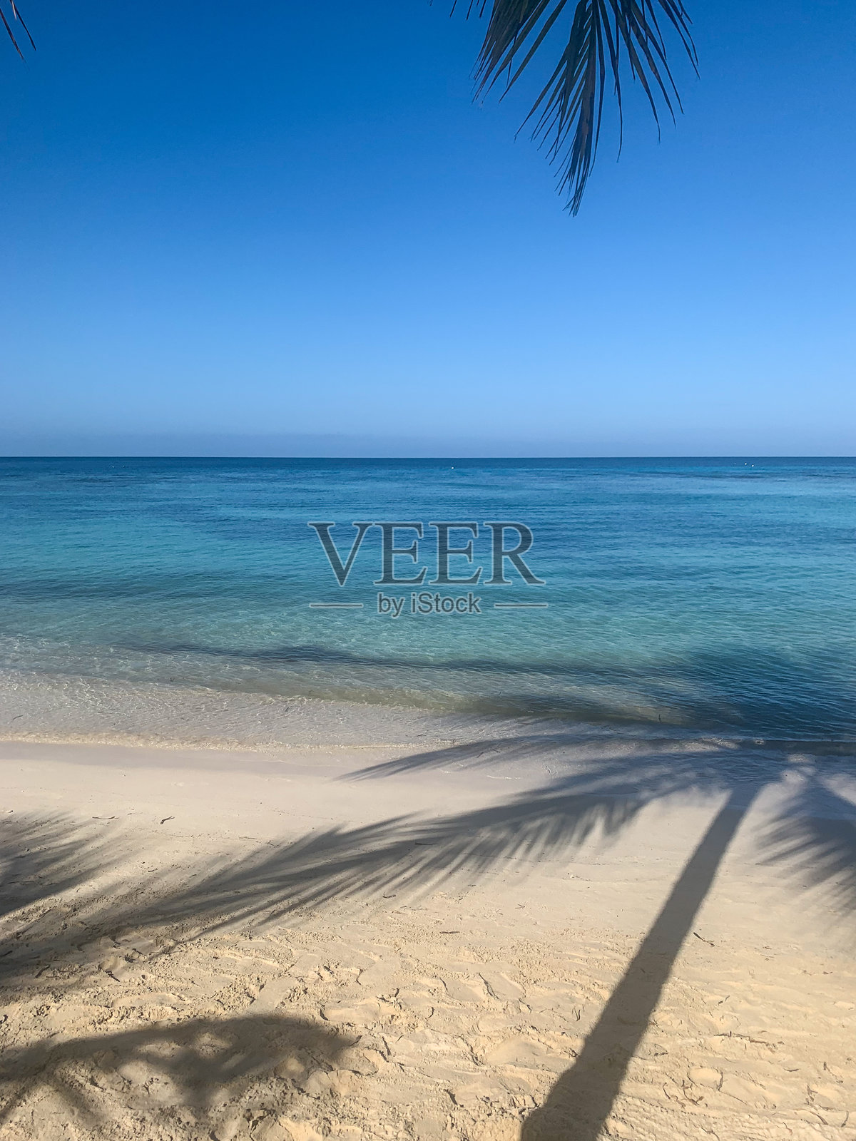 洪都拉斯海滩上的棕榈树影子照片摄影图片