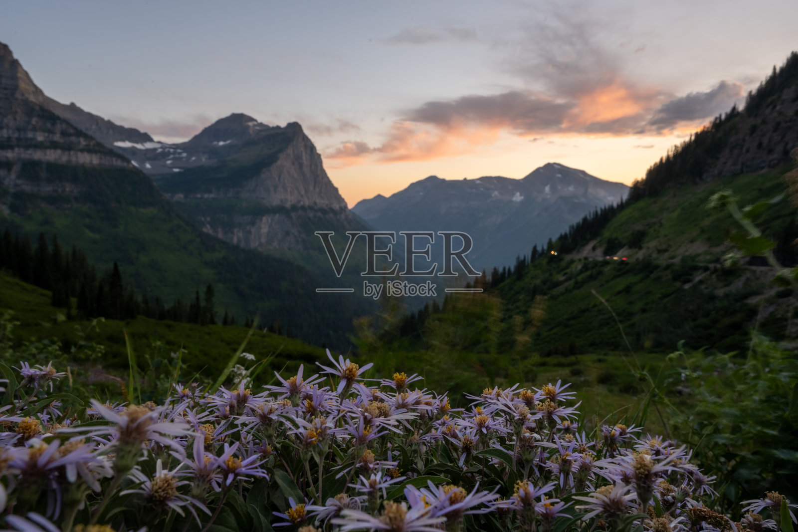紫色的紫菀在傍晚的光线下，远处的阳光大道上有汽车驶过照片摄影图片