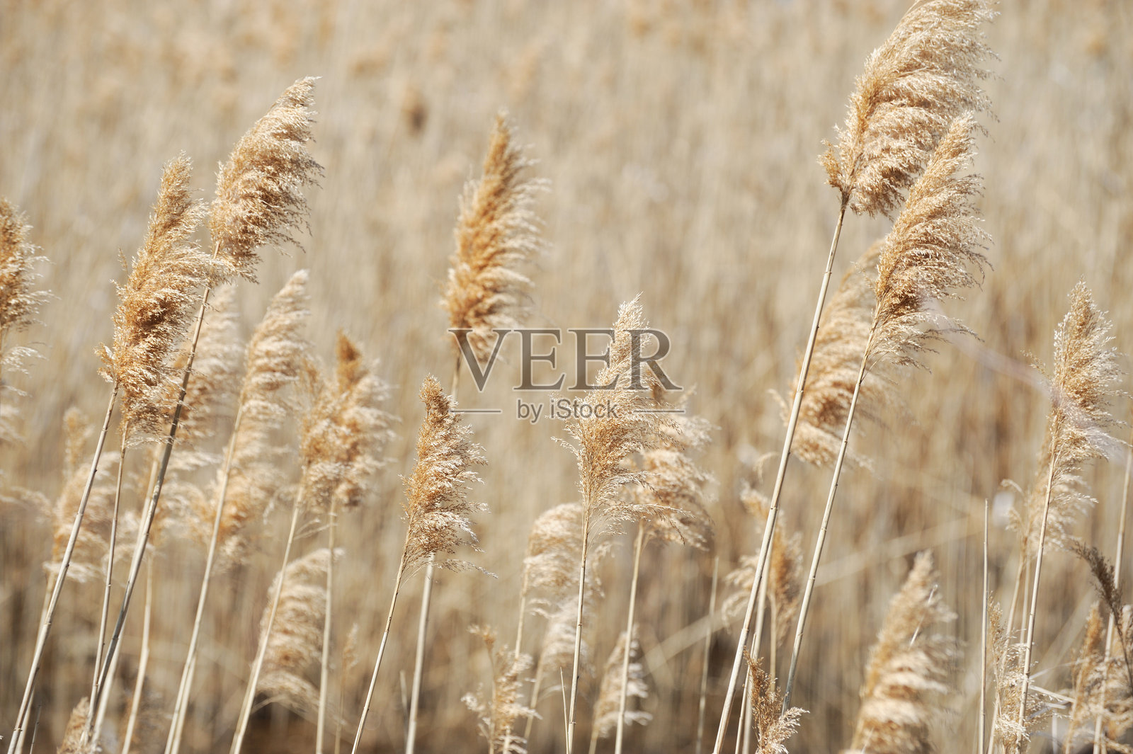 秋天池塘里的干芦苇照片摄影图片