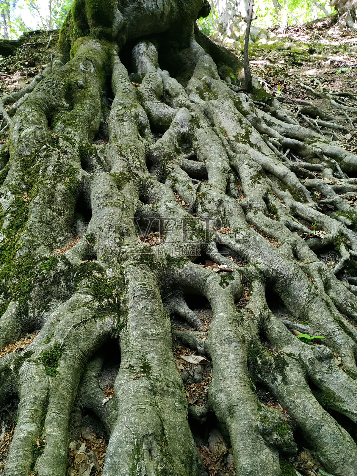 在宁静的林地中，复杂的树根网络从森林地面冒出，沐浴在傍晚的阳光下。照片摄影图片