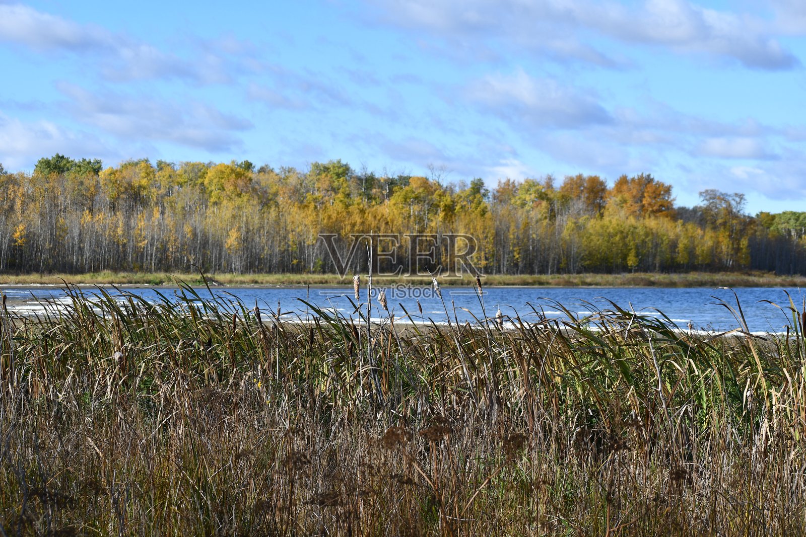 飞翔湖的香蒲照片摄影图片