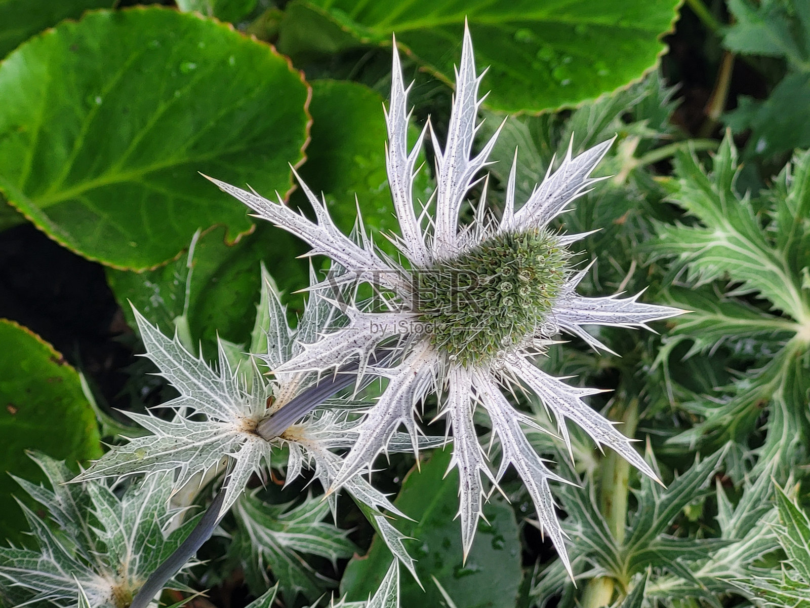 温哥华斯坦利公园海堤公共公园和休息区的多变花卉和植物照片摄影图片