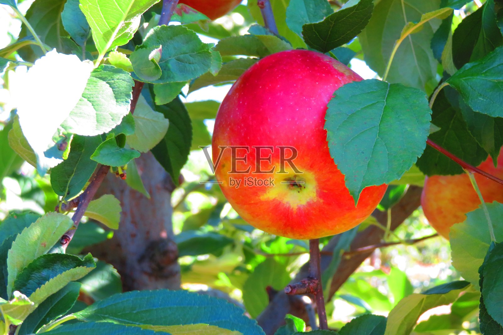 苹果采摘果园照片摄影图片