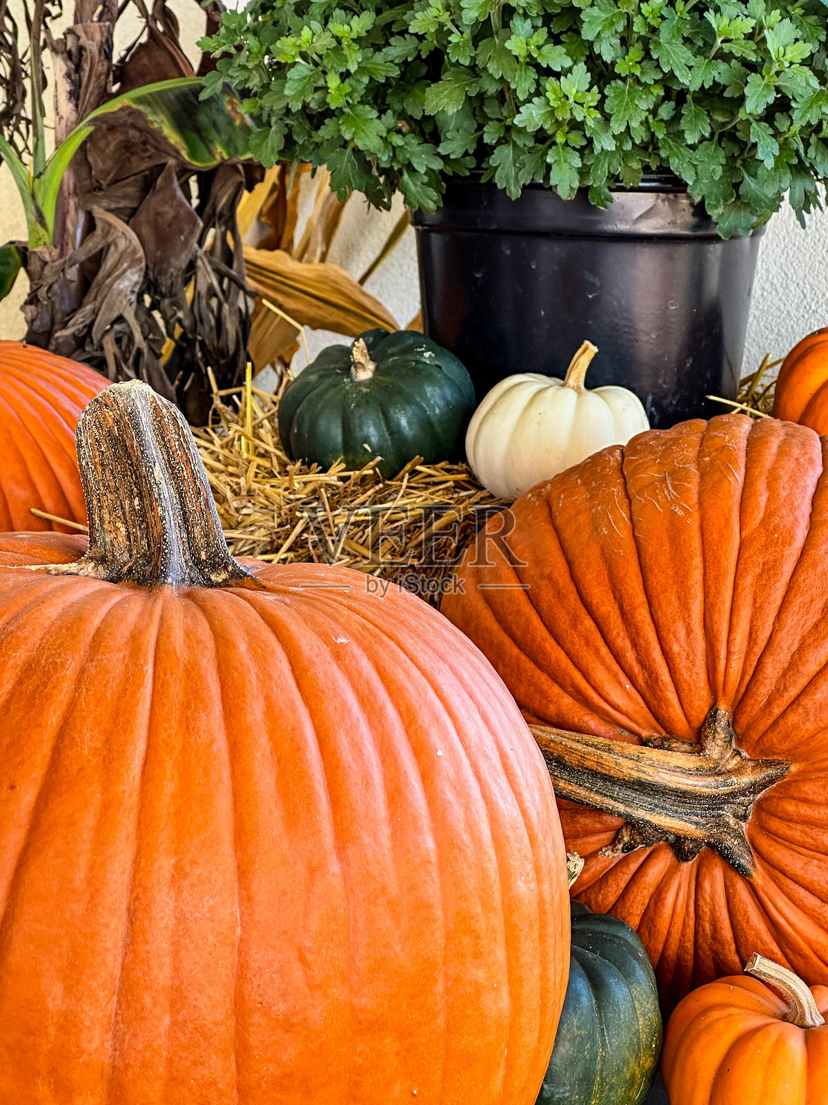 各种色彩斑斓的秋季南瓜和葫芦照片摄影图片