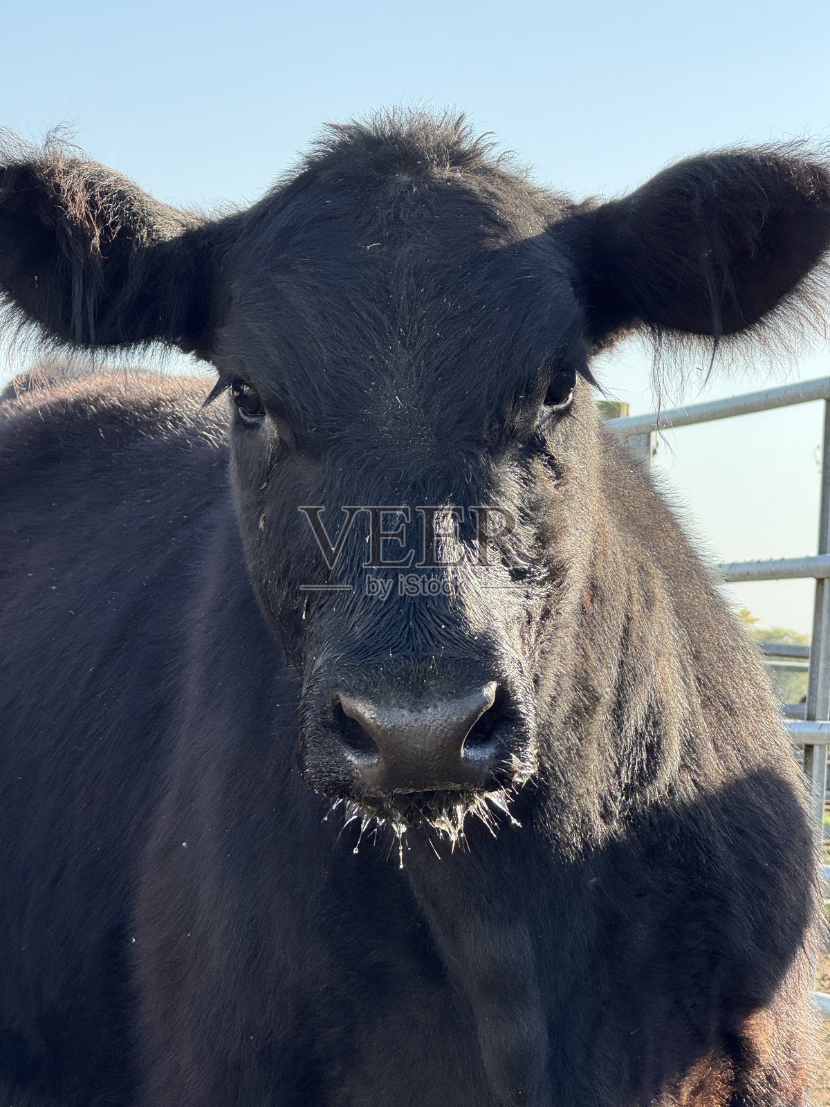 家畜牛，通常称为家牛照片摄影图片