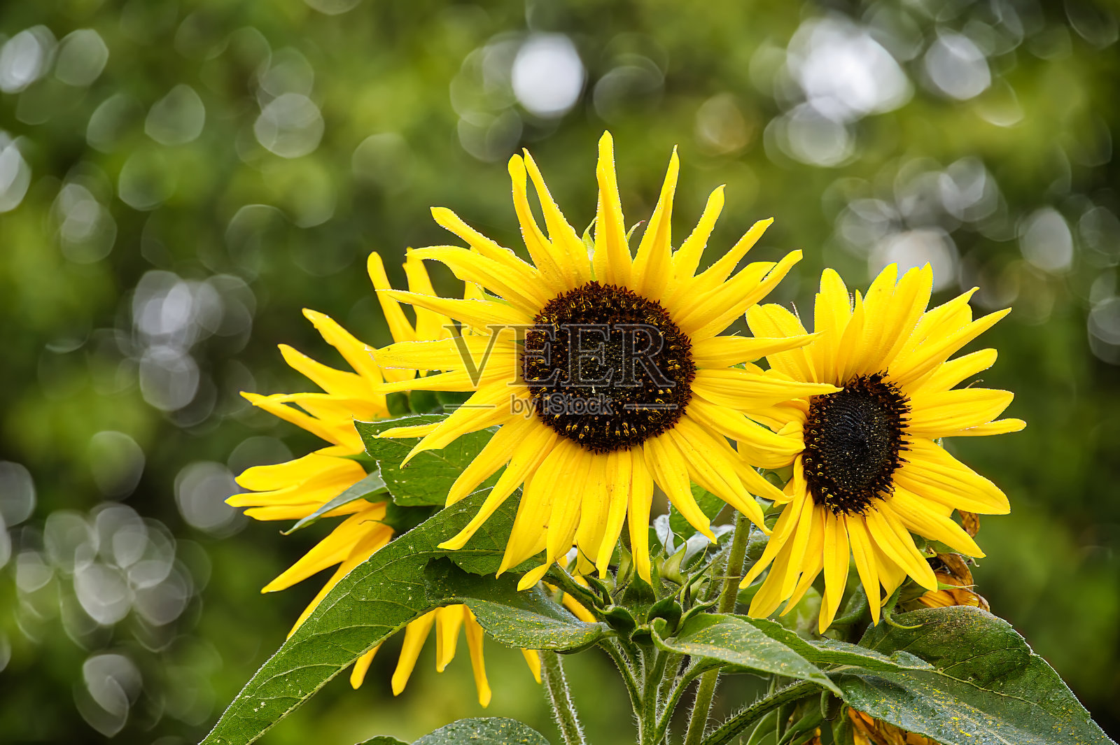 在柔和的散景背景下，生机勃勃的向日葵在郁郁葱葱的花园中绽放。照片摄影图片