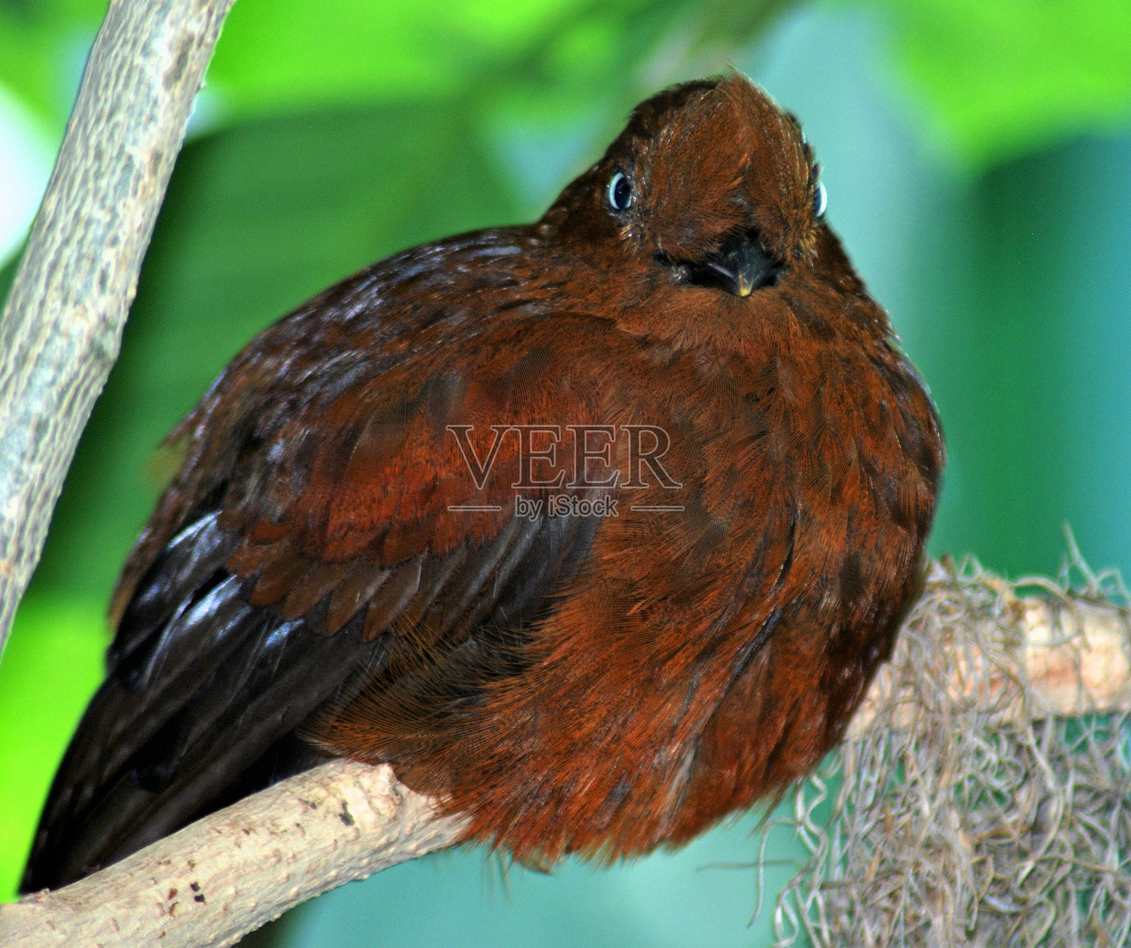 岩鸡（雌性）照片摄影图片