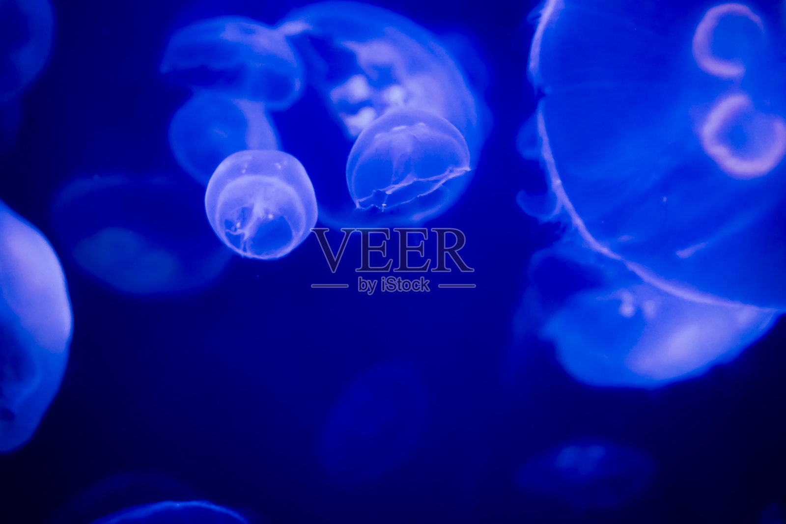 果冻照片摄影图片