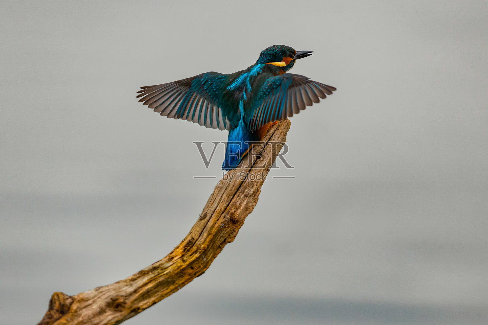 翠鸟起飞照片摄影图片