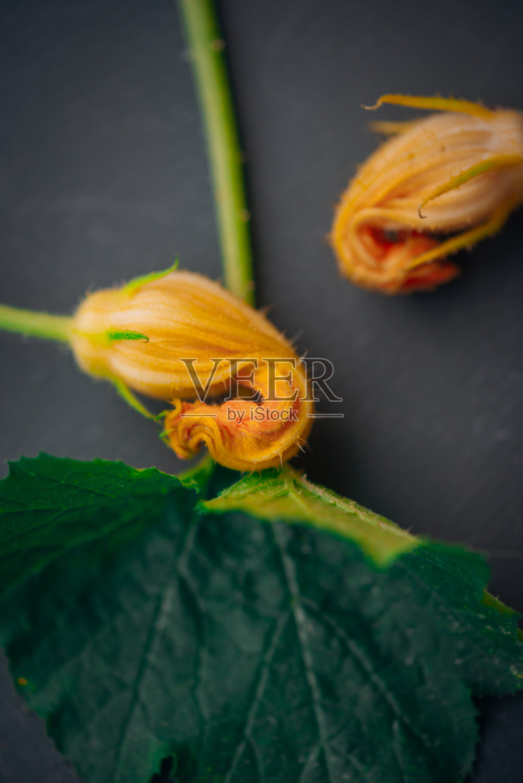 灰色背景上的黄色西葫芦花。照片摄影图片