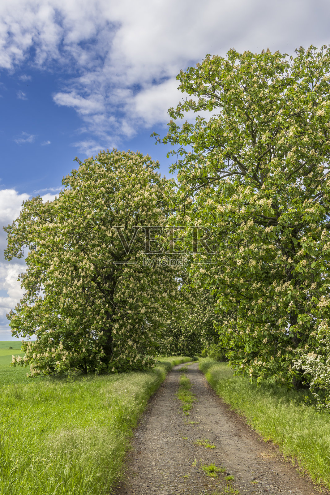 捷克中部高地的栗子林荫道照片摄影图片
