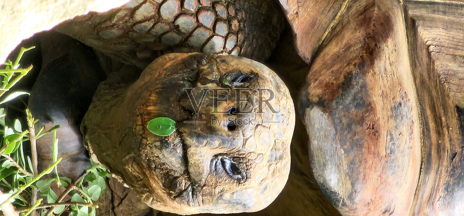 巨型海龟在吃草。照片摄影图片