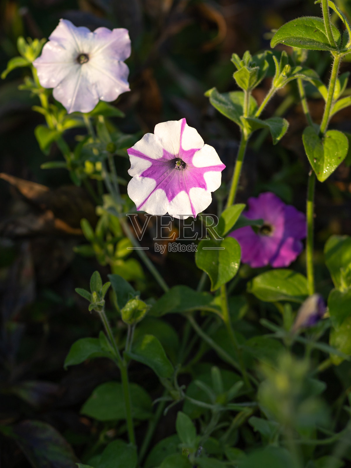 阳光下的夏季背景与矮牵牛花。照片摄影图片