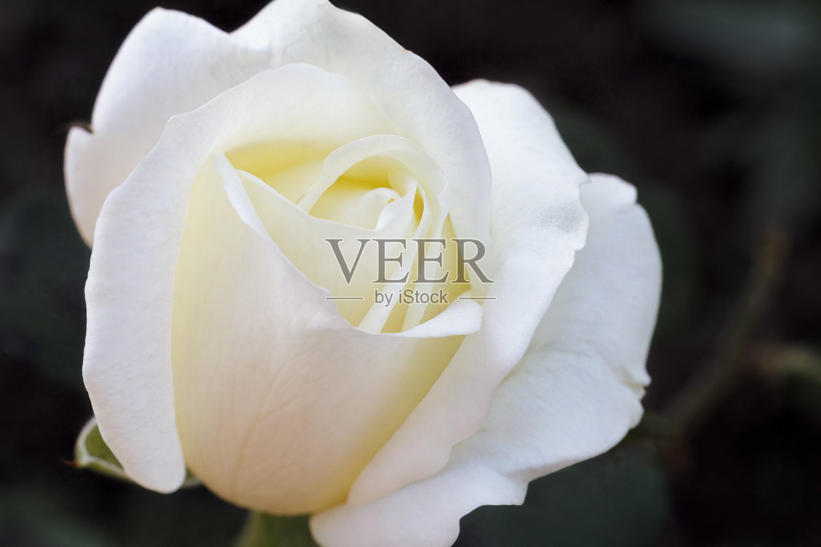 玫瑰花蕾的特写，背景模糊且昏暗。照片摄影图片