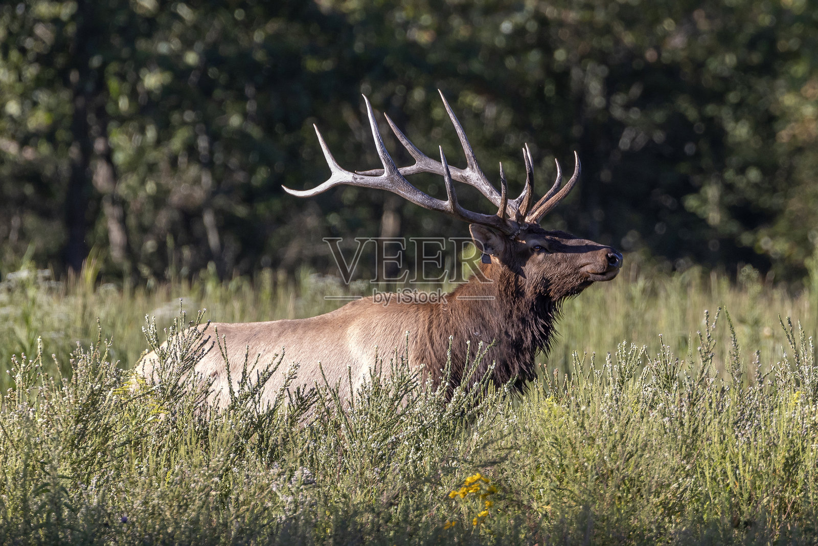 驼鹿照片摄影图片