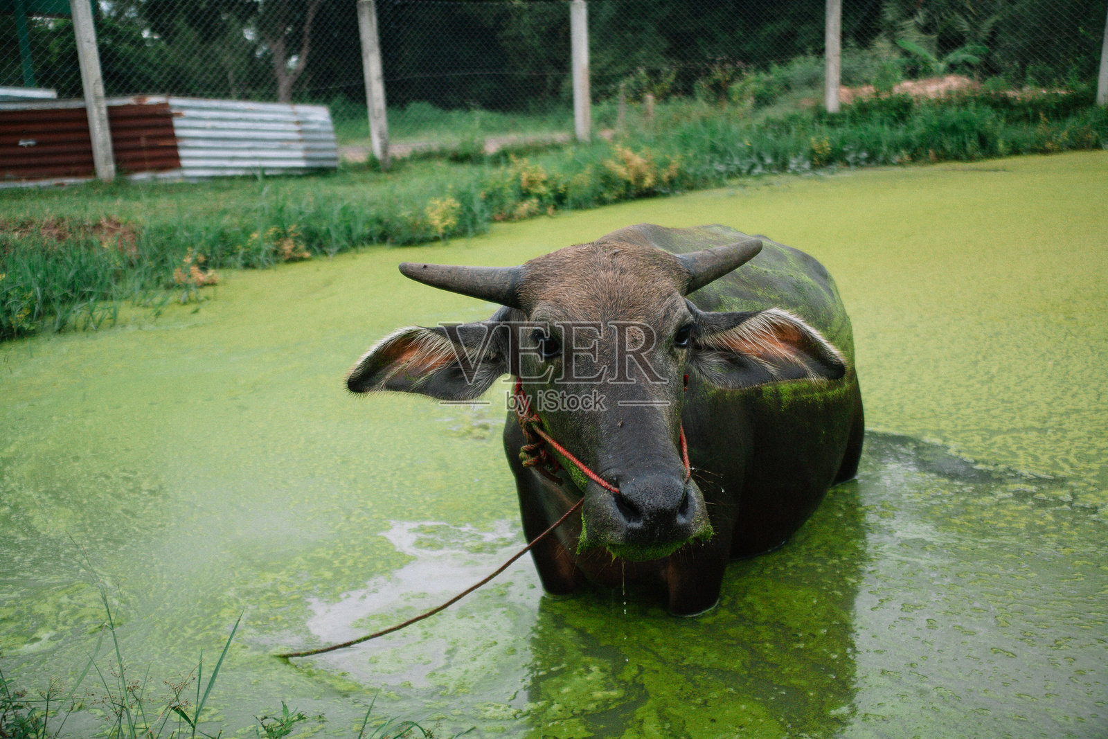 水中的水牛照片摄影图片
