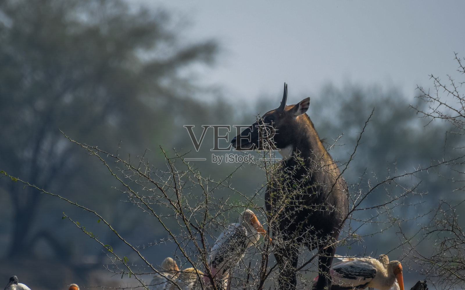 凯奥拉德国家公园中的雄性尼尔盖或蓝牛照片摄影图片