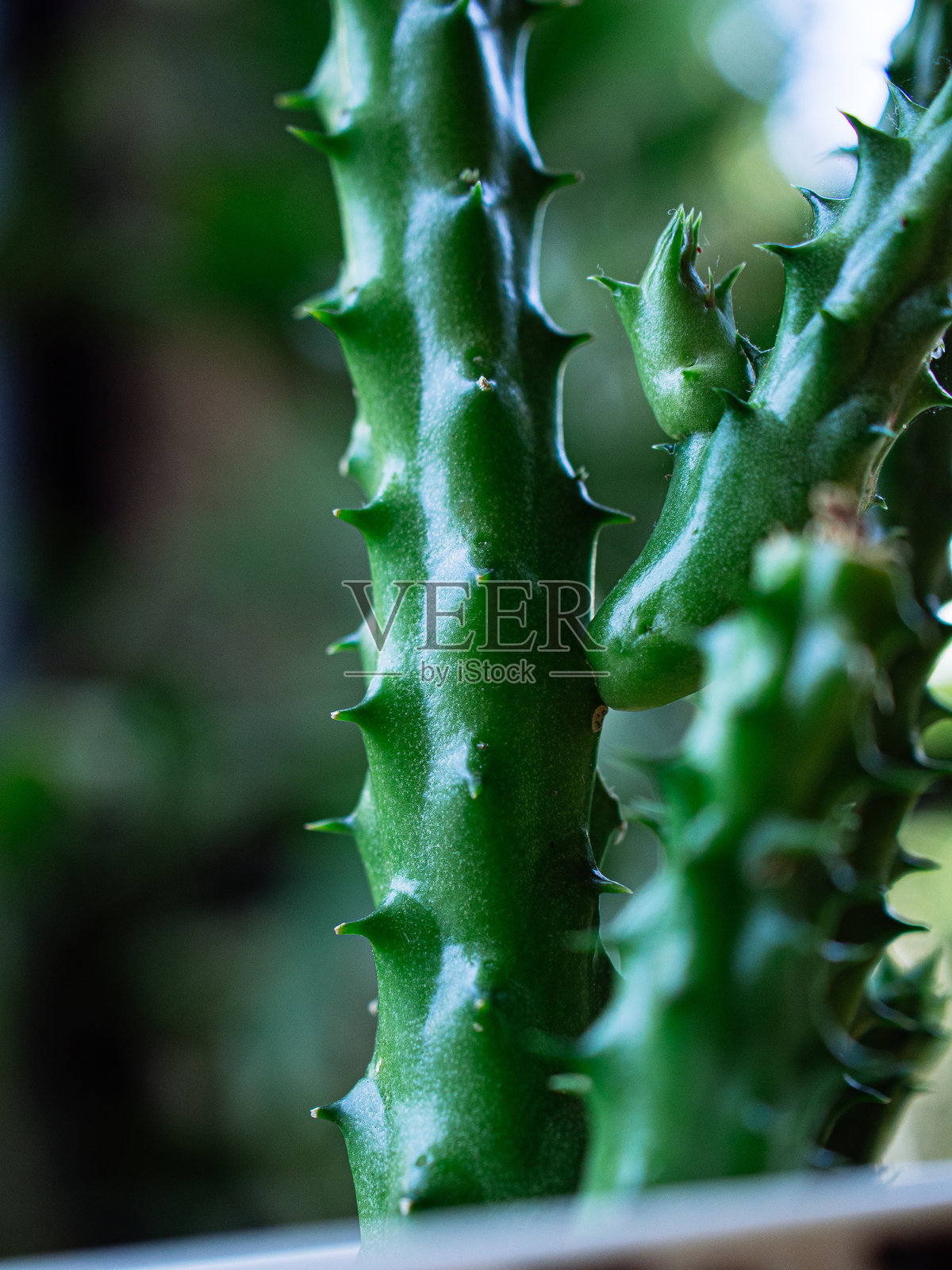 装饰用仙人掌照片摄影图片