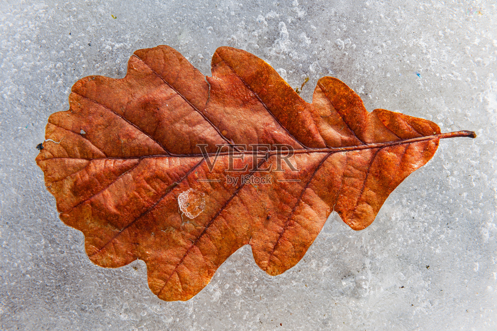 在瑞典冬季，冰冻的叶子被冰封，展现了寒冷条件下大自然的美丽。照片摄影图片