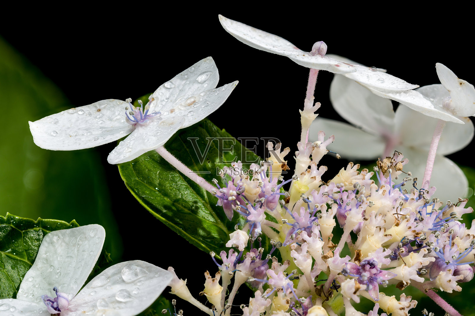 黑色背景上的白色绣球花兰纳斯白照片摄影图片
