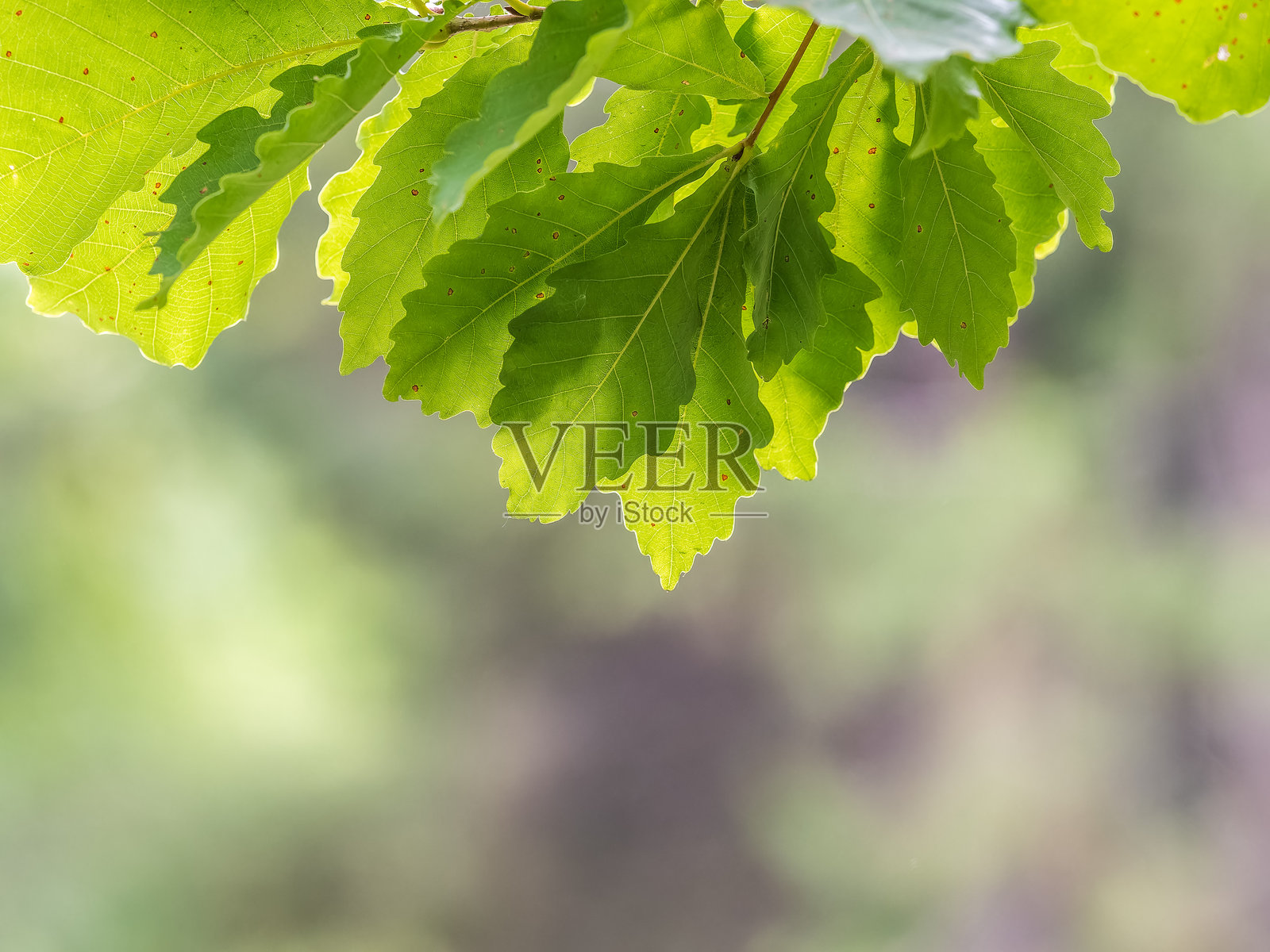 秋天公园中带有绿色和黄色叶子的橡树枝。照片摄影图片