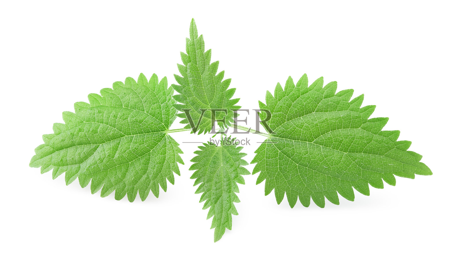 荨麻叶孤立在白色背景上。药用草药。剪切路径。照片摄影图片