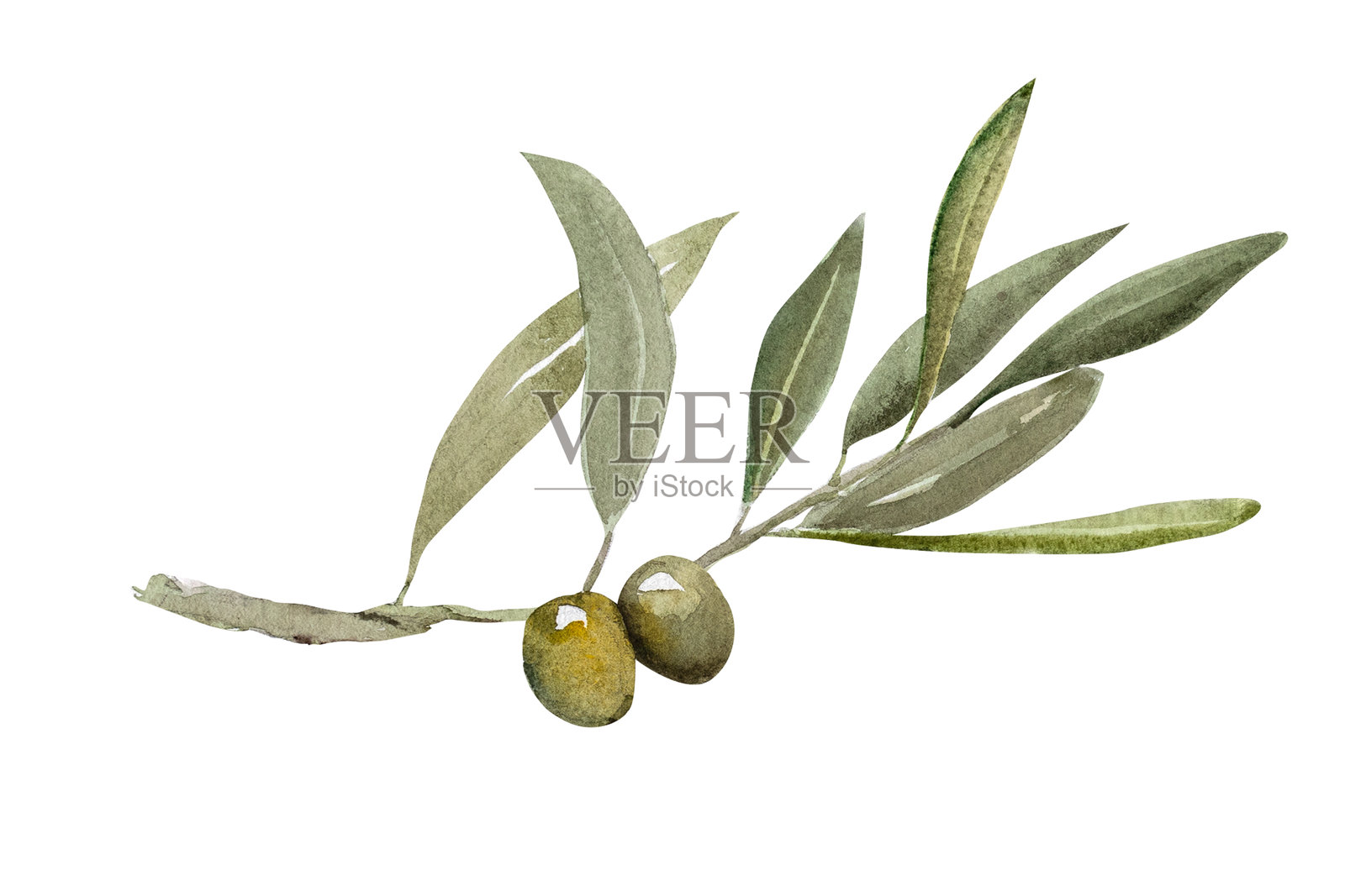 橄榄枝的水彩插图，包含成熟和青色橄榄插画图片素材