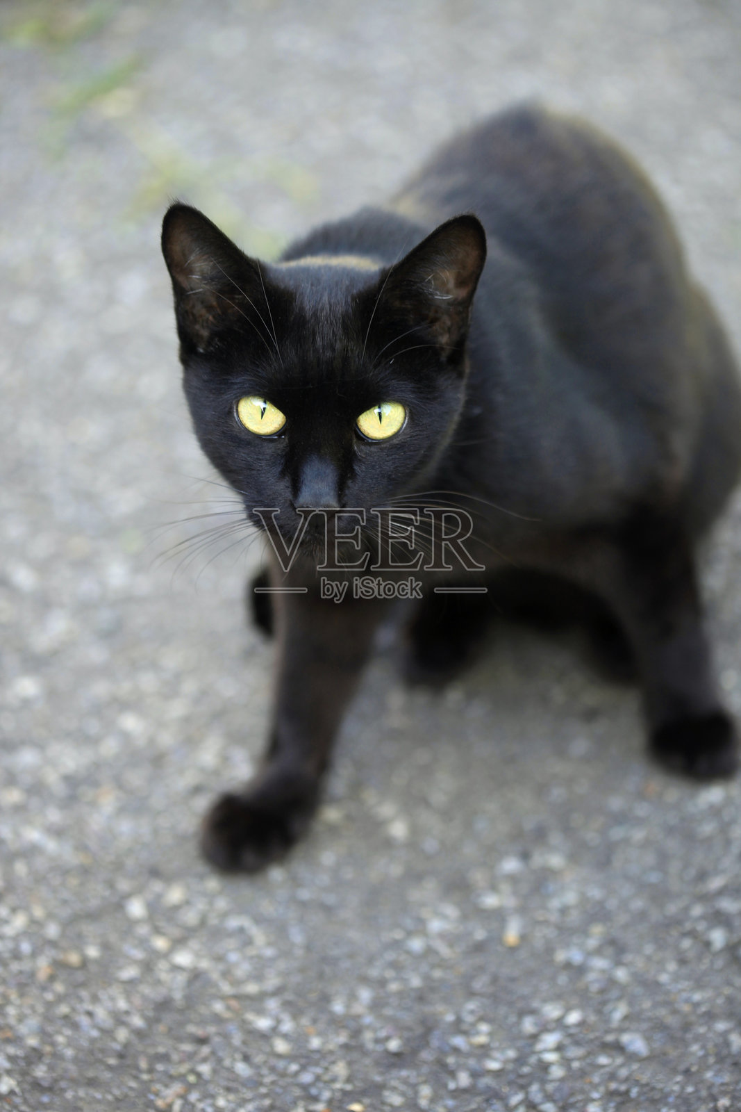 可爱的街头猫咪肖像照片摄影图片